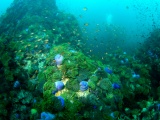 Anemone Reef